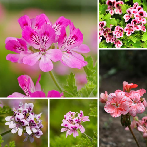 2 Mix Scented Geranium Plants Live 4–7 Inches Tall, Fragrant Flowering Geranium Herb Plant, Indoor Outdoor Container Plant for Garden