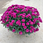 2 Chrysanthemum Plants Live, Mums Plants Live, Chrysanthemum Flowers Perennials Plant - Purple