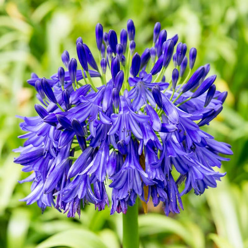 2 Agapanthus Plants Live, 5-9 Inch Tall, Lily of The Nile Perennial Plants for Outdoor Garden and Landscape