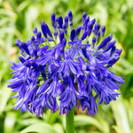 3 Agapanthus Plants, Hardy Perennial Flowering Lily of The Nile Plants 5-9” Tall for Garden Borders and Containers