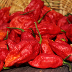 Bhut Jolokia Pepper Plants Live for Planting, Red Pepper Seedlings from 4 to 6 Inches Tall, Starter Plant for Vegetable Garden, 2 Plant Per Pot