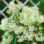 2 Butterfly Milkweed Plants Live, Asclepias Tuberosa Tropical Milkweed Flowers for Butterfly Garden, 4-9" Tall Perennials, No Pot Included (White Milkweed)