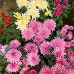 3 Assorted Mum Plants, Mix Chrysanthemum Live Plant for Planting, Size 4 to 6 Inch Tall, Vibrant Blooms, Perennial Mum Garden Live Plants