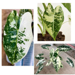 Pack 2 Frydek Variegated Alocasia Live Plant for Planting, Indoor Houseplant Alocasia Plant Live, 5 to 7 Inc Tall, Bare Root, Alocasia Colocasia Taro Plant for Ornamental Plants