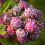 Cold Hardy Raspberry Plants Live for Planting, 6-8 Months Old Raspberry Bushes Live Plant, 5-9" Ready to Plant, Dormant in Winter, Glencoe Variety