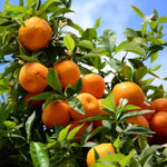 Upright Mandarin Tree Live Plant Grafted 2-3 Feet, Fast-Growing and Bear Fruit for Citrus Garden Outdoor Planting Zones 9-11