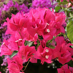 Set 2 Pink Bougainvillea Plants Live, Flowering Bougainvillea Vine 4-8 Inches Tall, Climbing Plant for Outdoor Garden and Trellis