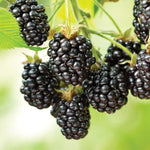 Pack 2 Thornless BlackBerry Plants Live to Grow 4 to 8 Inch Tall, BlackBerry Bush Live Plant, Sweet Blackberries Fruit Tree Indoor Outdoor (Ouachita BlackBerry)