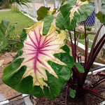 Colocasia Elephant Ears Live Plant, Alocasia Plant, Esculenta Taro Live Houseplant, 5-7 Inc Tall (Green Pink Leaf)