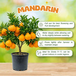 Mandarin Orange Tree, Large Sweet Mandarin Plants Live, 1.5 Years Old Tree, 1-2 Feet Tall, Fragrant Citrus Trees for Patio and Outdoor Garden