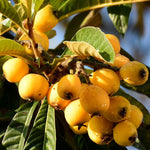 Loquat Tree Live Plant in Half Gallon Pot, 10-14 Inch Tall Fruit Tree Seedling, Hardy Loquat Plant for Outdoor Growing