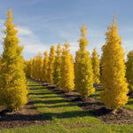 6-12" Ginkgo Biloba Tree Live Plant Seedling in Quart Pot, Ginkgo Tree Plant, Live Gingko Trees, Gingko Trees Seedlings, No CA