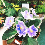 Blue White African Violet Live Plant in 4” Pot, Blooming Indoor Houseplant, Easy Care Flowering Plant for Home or Office Décor