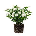 Maid of Orleans Jasmine Live Plant – Highly Fragrant White Flower Vine, Fragrant Indoor & Outdoor 4-6” Tall Decorative Plant