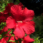Hibiscus Tree Live Plants for Outdoor Planting, Vibrant Blooms, Size 5-9 Inc in Tall, Dormant in Winter, Spring Fast-Growing (Red)