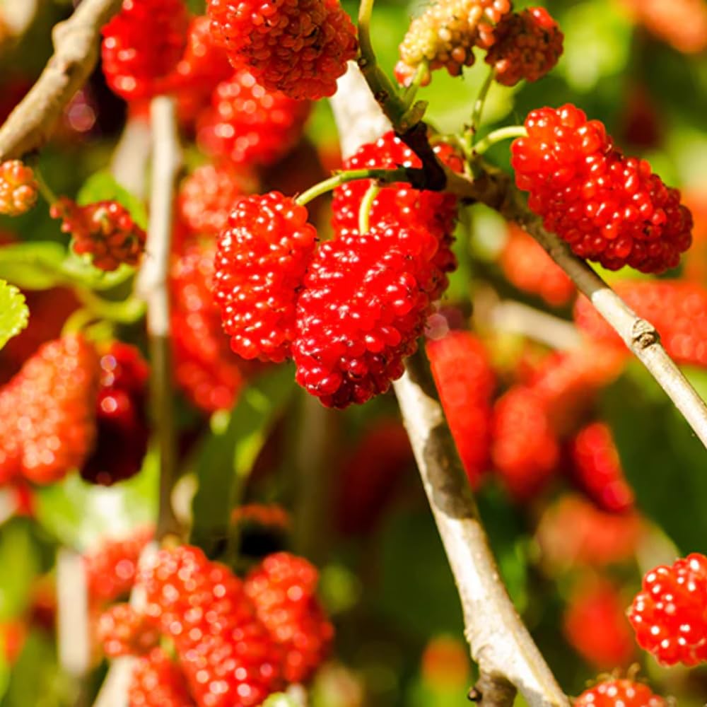 Red Mulberry Plant Live 4 to 8 Inch Tall, Mulberry Tree for Growing, Mulberry Fruits
