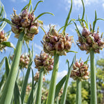 5 Walking Onion Plants, 2 Years Old Egyptian Walking Onion for Planting