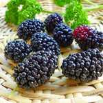 Set of 2 Illinois Everbearing Mulberry Trees Live Plants, Starter 4-6 Inches Tall, No Pot, Mulberry Bush Fruit for Outdoor Growing, Cold Hardy