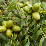 4 Hardy Pecan Tree Live Plant Bare Roots, 12 to 20 Inc Tall, Pecan Live Plant Bare Root Gardening