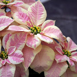 2 Multi Varieties Poinsettia Plants Live, Pink Cream Poinsettia Flowers for Holiday Christmas Gift, Decoration Houseplant 5-10" in Tall, No Pot