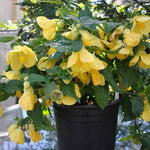 Yellow Abutilon Live Plant 4–7 Inches Tall, Flowering Lantern Plant for Indoor Outdoor Garden, Ornamental Flower Plants for Patio Containers or Garden Beds