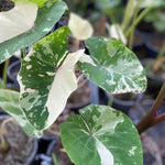 Set 2 Variegated White Colocasia Elephant Ear Plants Live 4–7 Inches Tall, Tropical Foliage Plants for Outdoor Garden, Large Leaf Plants for Patio, Containers or Landscape