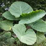 Colocasia Elephant Ears Live Plant, Alocasia Plant, Esculenta Taro Live Houseplant, 5-7 Inc Tall (Jacks Giant)