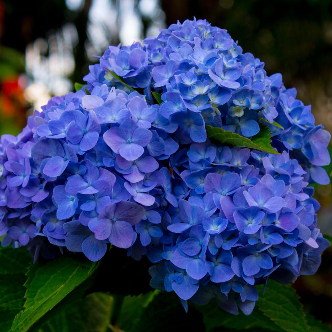 Hydrangea Plant Live Tree, Blue Purple to Pink Color Bloom, 5-10" Well-Rooted Hydrangea Shrub Bush for House Planting Outdoor, Dormant