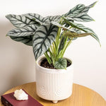Colocasia Elephant Ears Live Plant, Alocasia Plant, Esculenta Taro Live Houseplant, 5-7 Inc Tall (Alocasia Silver Dragon)