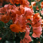 2 Bougainvillea Live Plants, Tropical Bougainvillea Flowering Vine, Fast Growing Outdoor and Container Plant, 4-8'' Tall (Orange Blooms)