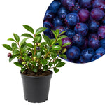 Huckleberry Tree Live in 4 Inch Pot, Berry Fruit Plant for Garden, Patio Containers and Backyard Growing, 4-6 Inches