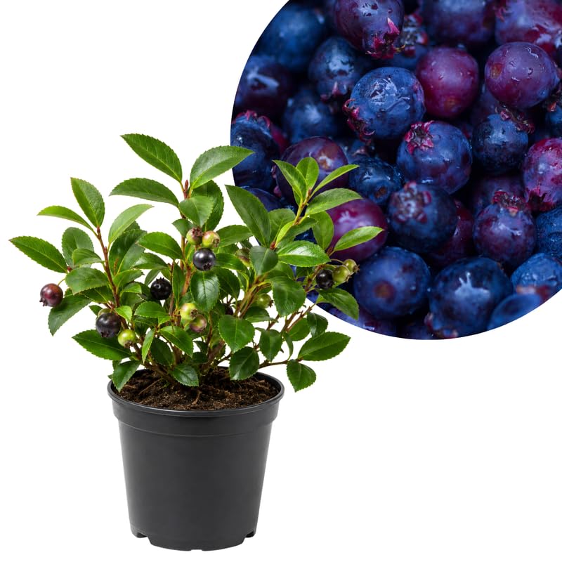 Huckleberry Tree Live in 4 Inch Pot, Berry Fruit Plant for Garden, Patio Containers and Backyard Growing, 4-6 Inches