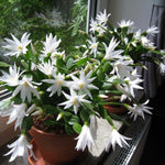 White Easter Cactus Live Plant, 4-9” Tall, Rooted Holiday Cactus Succulent Plant for Indoor or Outdoor Growing, Easy Care Flowering Houseplant