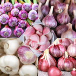 1/2 LB Mixed Garlic Bulbs for Planting in Fall, High Yield Hardneck Garlic Cloves Seeds, Fresh, Cold Hardy and Fast Growing, Various Varieties