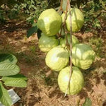 Sweet White Guava Tree Live Plant for Outdoor Planting, Tropical Fruit Tree Fragrant and Sweet, Starter Size, 5-9" in Tall