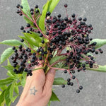 Dormant Live Elderberry Tree in Quart Pot, Sweet Fruit-Bearing Shrub, Container and Garden Planting