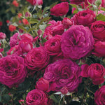 Climbing Rose Live Plant Well Rooted, No Leaf, Ready to Plant Indoor Outdoor, Climber Rose Bush, Hybrid Tea Rose Like, Very Fragrant, Long Bloomer (Purple)