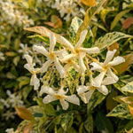 Set 2 Gold Jasmine Plant Live, 4-7 Inches Tall, Fast Growing Jasmine Flower Plant, Low Maintenance for Patio and Home Decoration