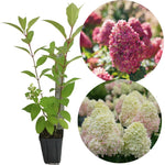 Hydrangea Live Plant Bush Shrub for Planting, 1 Year Old Hydrangea Tree Plant for Outdoor Planting, Change Color Flower Blooms (Pink to White)