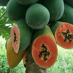 Papaya Tree Live Plant in 4'' Pot, 5–10 inch Tall, Tropical Fruit Tree for Outdoor Garden