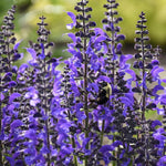 3 Sage Salvia Plants Live, Perennial Flowering Bushes, Blooms, 4-8 Inch Tall