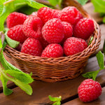 2 Caroline Raspberry Plants Live for Planting, Red Raspberry Bush Live Plants, Size 5-8 Inch Tall, Thornless Raspberry Trees