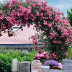 Fragrant Climbing Rose Live Plant, Well Rooted 5-9" Tall, No Leaf, Indoor Outdoor Climber, Rose Bush, Hybrid Tea Rose Like (Pink to Deep Pink)