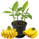 3-4 Shoots Banana Plant Live Tree, Dwarf Cavendish Banana Tree Live Plant, Rare Sweet Tropical Fruit, Outdoor Summer Hardy Gardening