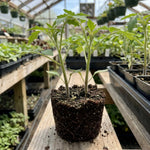 Set 2 Tomato Plants, Beefsteak Tomato Plants Live, 4-6 Inc Tall, Large Red Tomatoes for Indooor Outdoor Planting