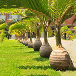 Palm Tree Live Plant Indoor Outdoor, Rare Succulent Palm Houseplant for Indoor or Outdoor Growing, 1 Gallon Pot, Bottle