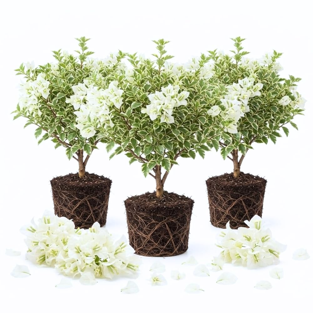 3 White Bougainvillea Live Plants, 4-7 Inch Tall