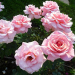 Rose Live Plant, Roses Flower Plant, Fragrant Flower for Planting, 4-6 Inches Tall, Bush Shrub Plants, Well Rooted, Ready to Grow (Orange Rose)