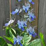 2 Clerodendrum Wallichii Plants Live, Chains of Glory Vine Light Bulbs Plant 4-8 Inches for Growing Indoor Outdoor, Blue Butterfly Clerodendrum