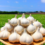 1 Pound Hard Neck Garlic for Planting in Spring, Music Garlic Bulb for Planting, Fresh and High Yield, Cold Hardy, Planting Softneck Hardneck